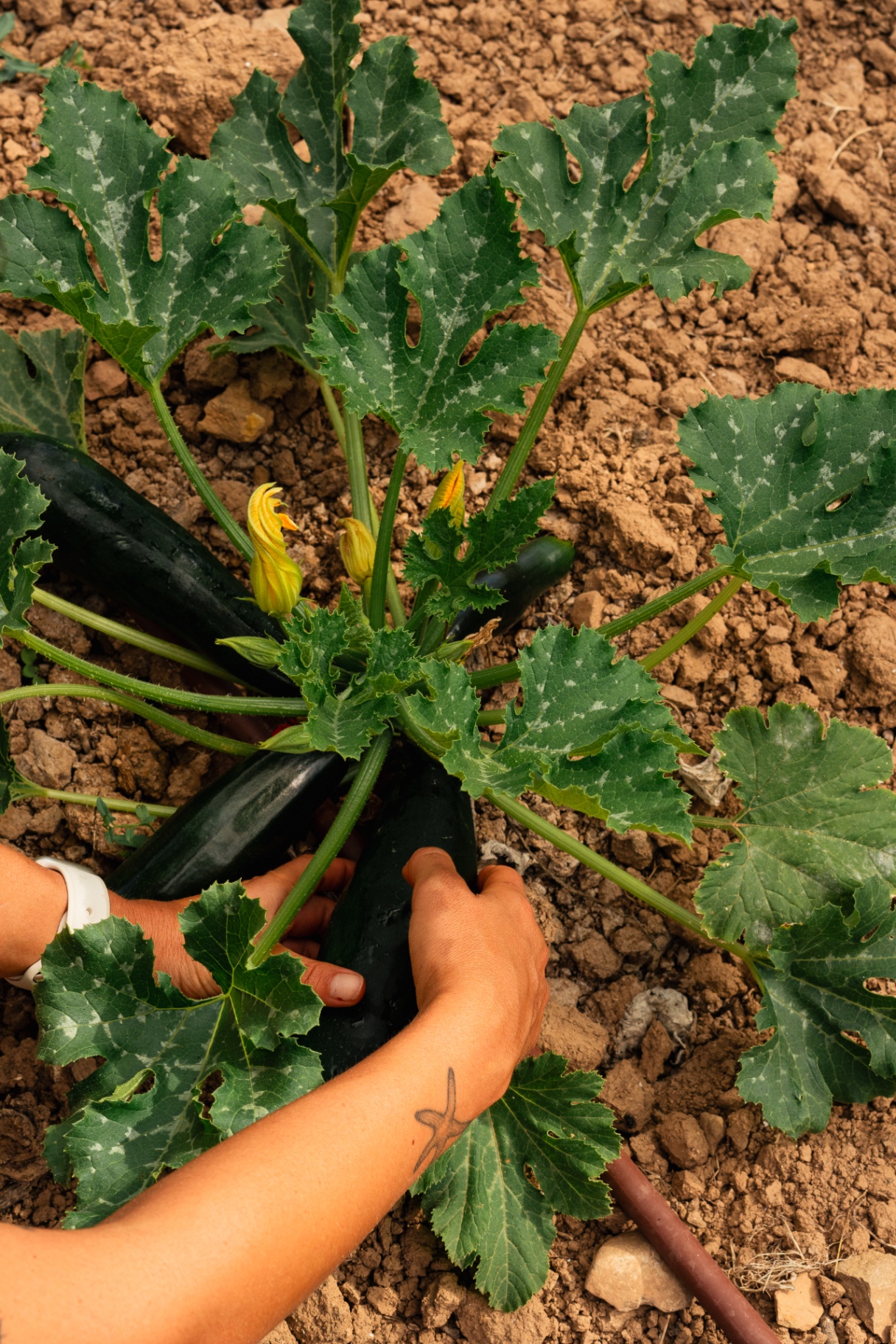 Harvesting zucchini in the garden