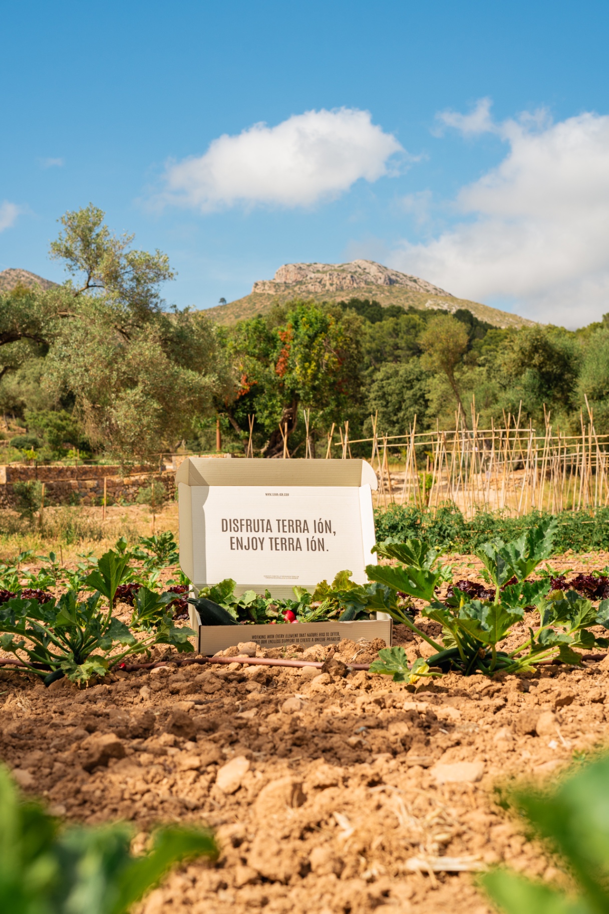 Fresh vegetable box from TERRA IóN garden