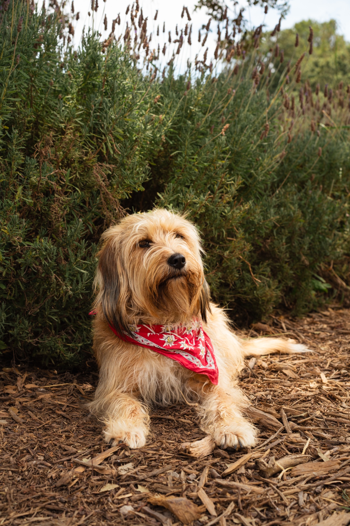 Molly, TERRA IóN winery dog