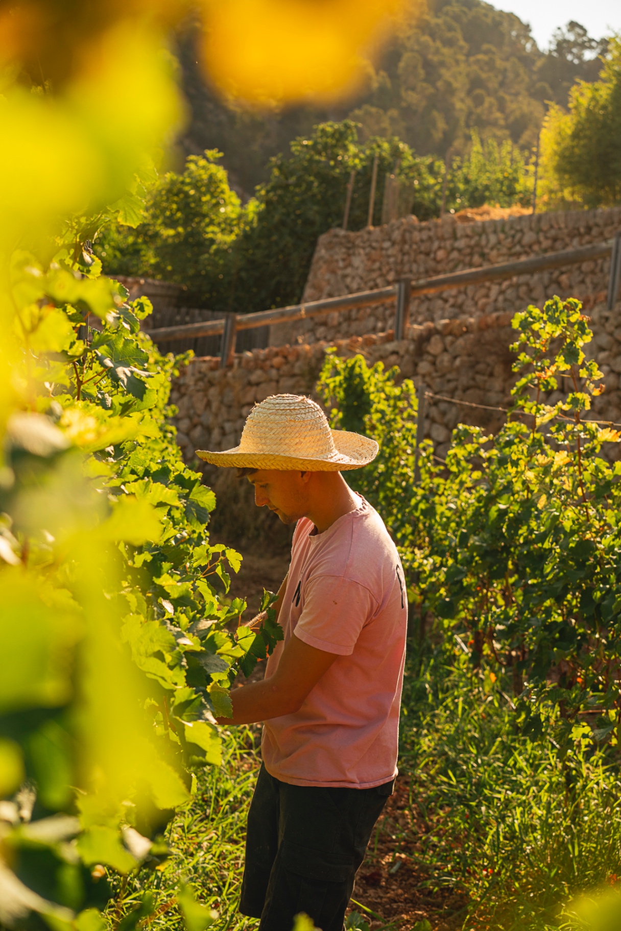 José Luis in the vineyard