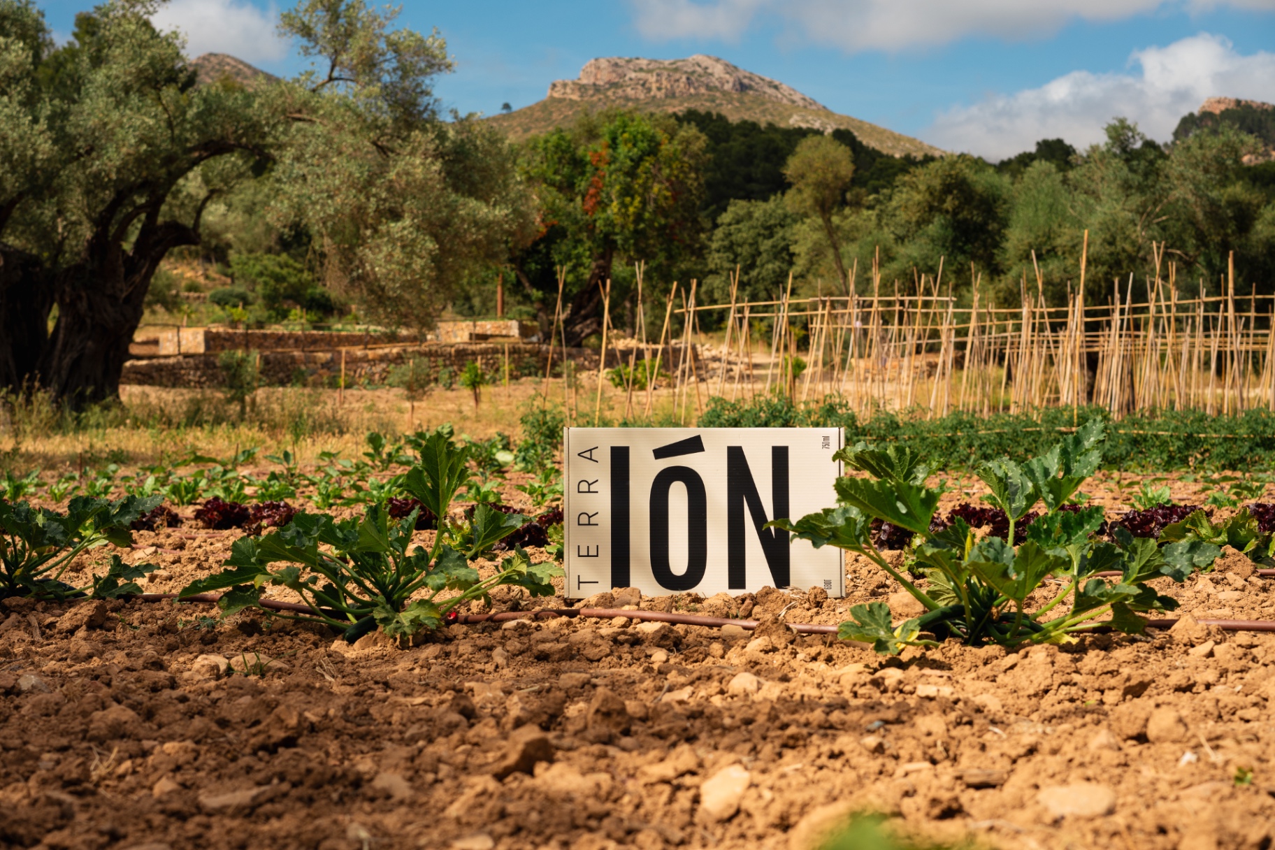 EXPLORACIóN Route — TERRA IóN vegetable garden