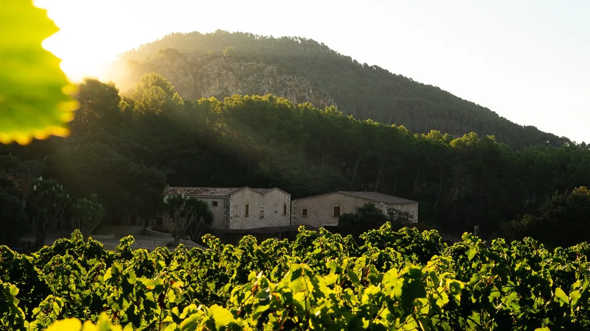 TERRA IóN Vineyard at sunrise