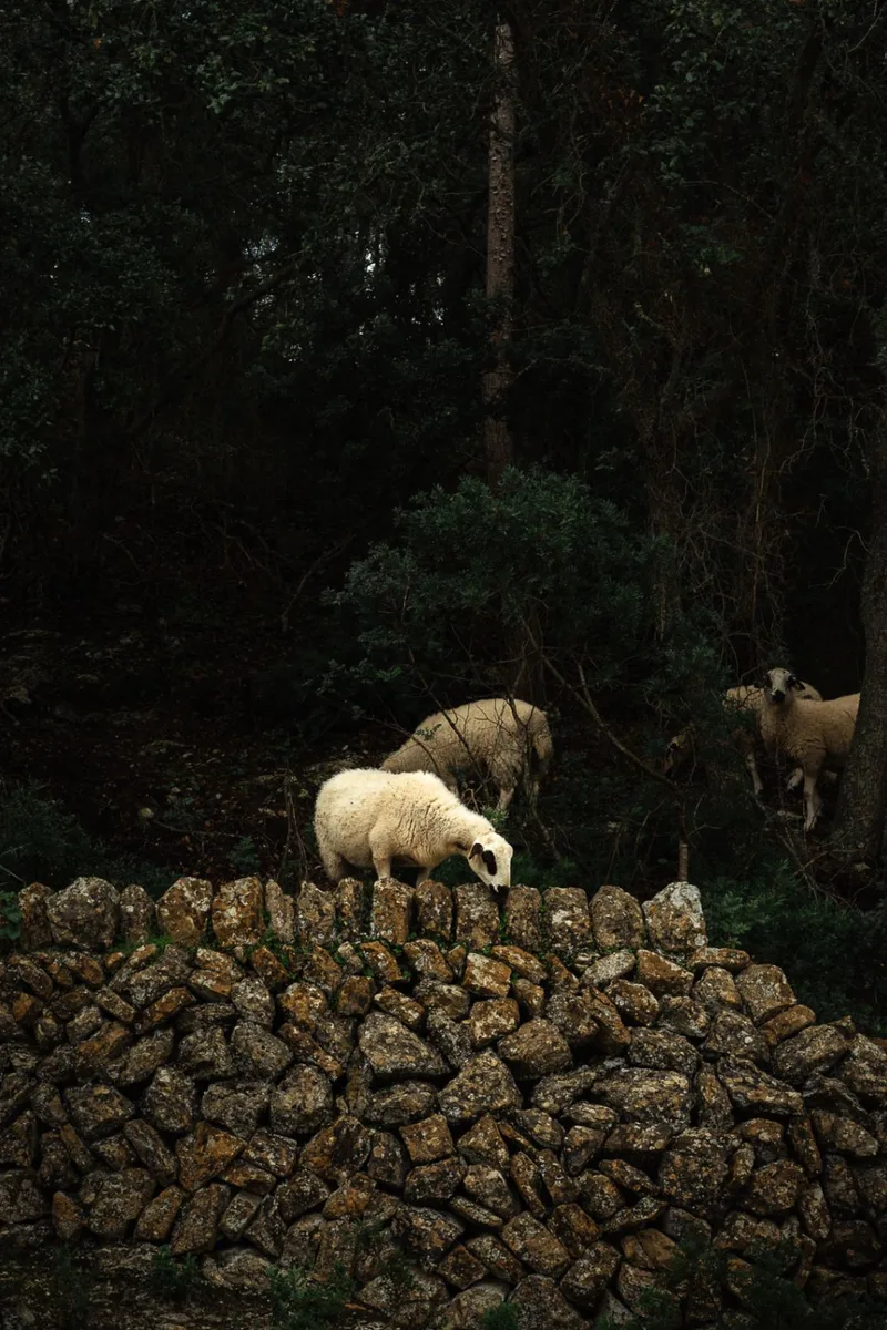 Mallorcan sheep in the TERRA IóN vineyard