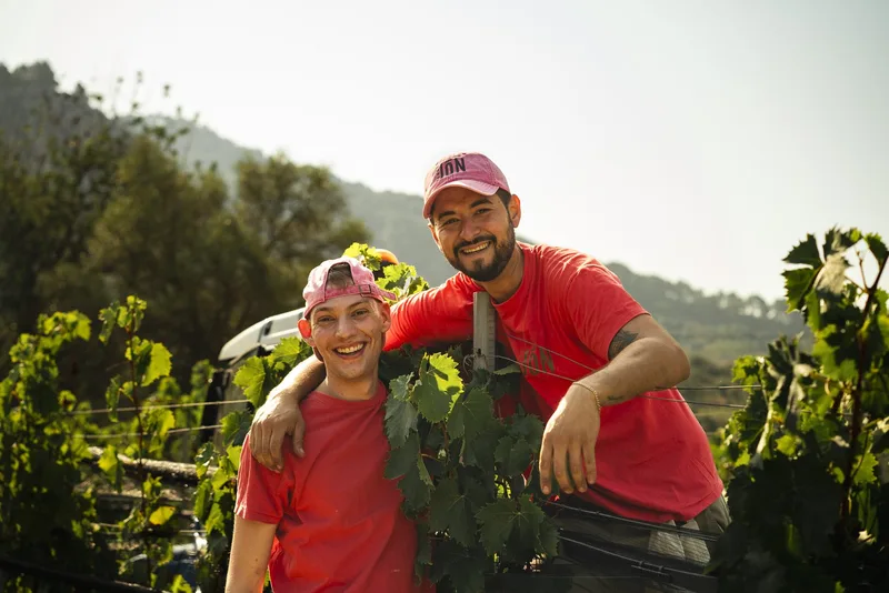White wine harvest team