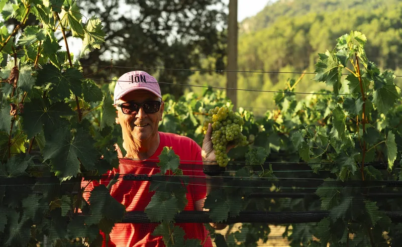 Peter during white wine harvest