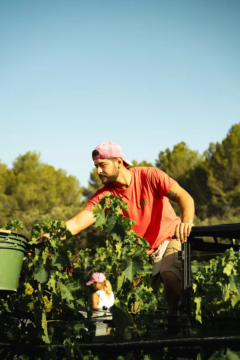 White wine harvest in the vineyard