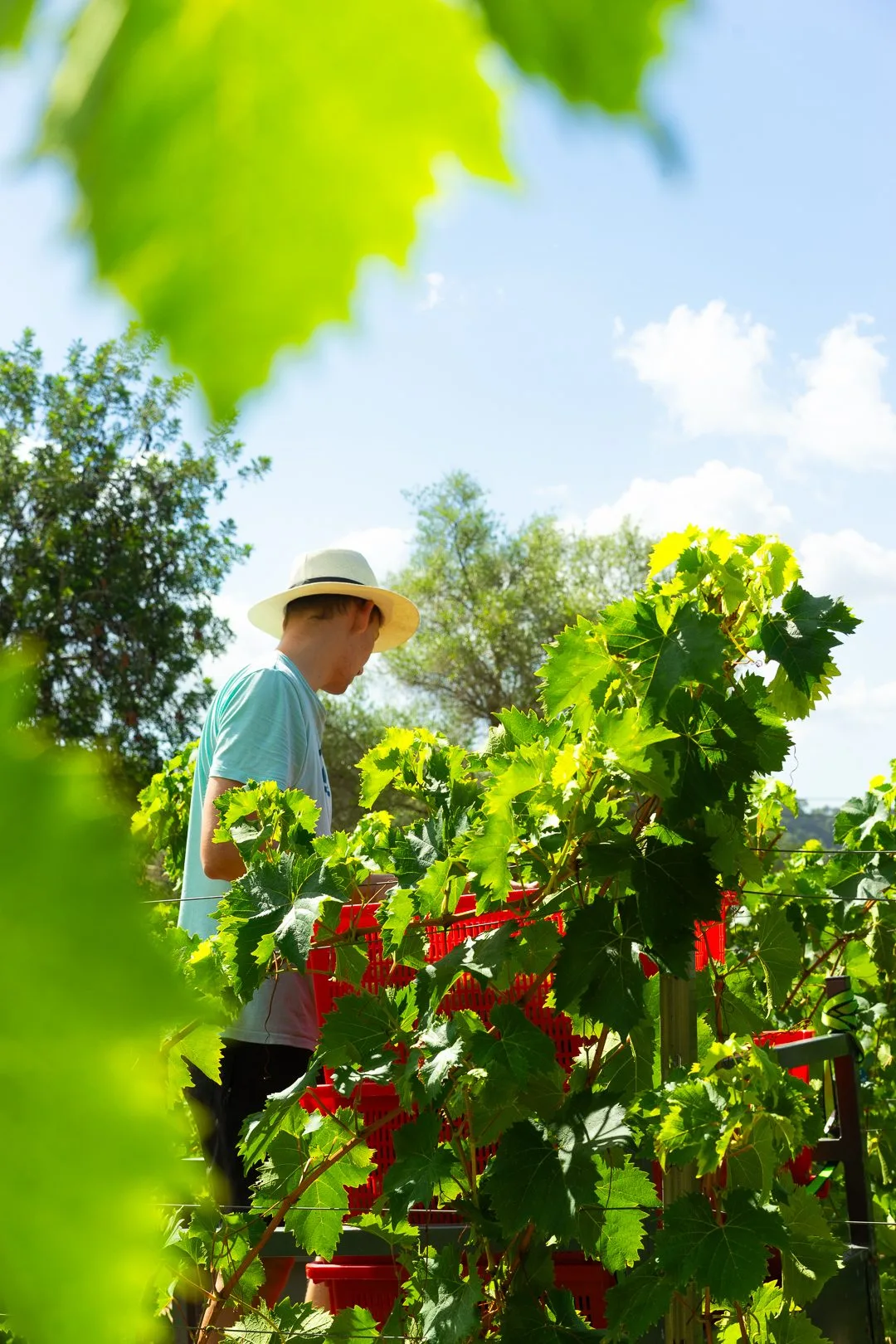 Vineyard harvest at TERRA IóN Mallorca