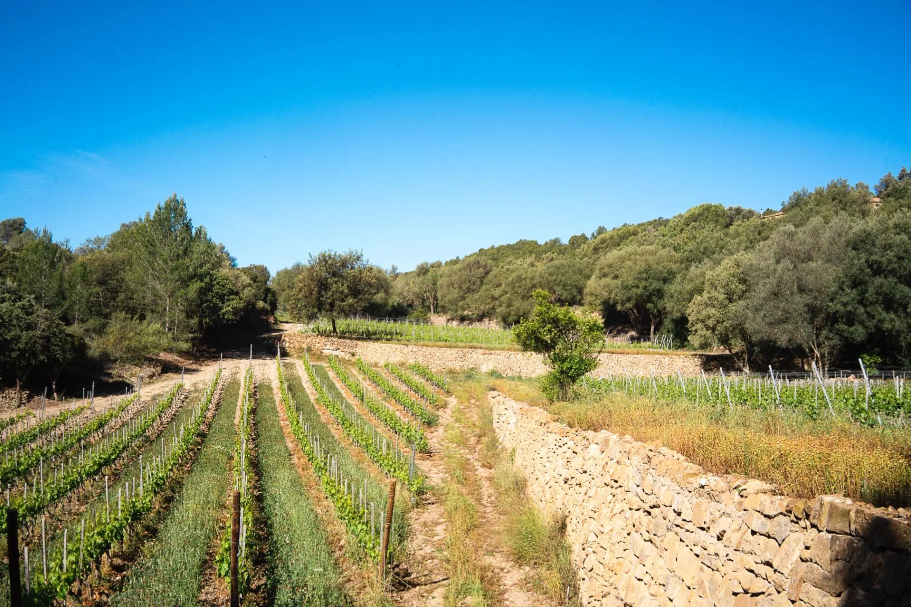 Our vineyard in Sierra de Tramuntana